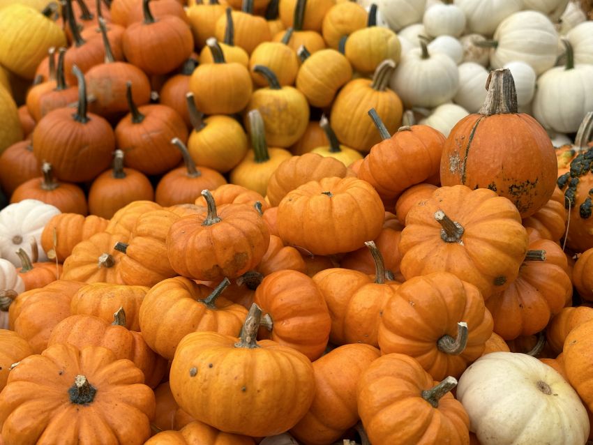 The Official Circleville Pumpkin Show Website Photos